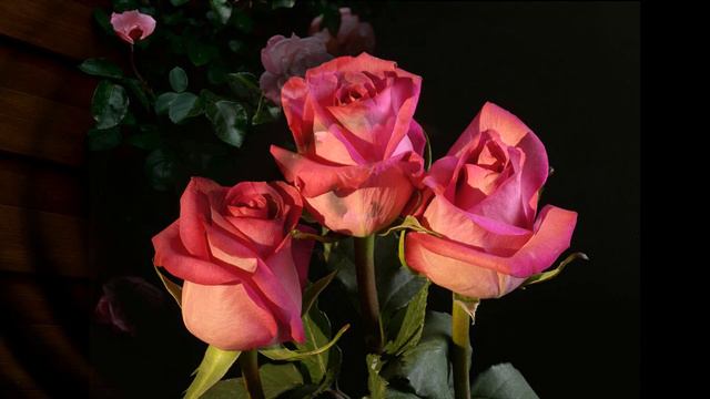 Мои любимые цветы смотреть онлайн