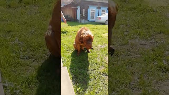 Огромный добрый пёс! смотреть онлайн