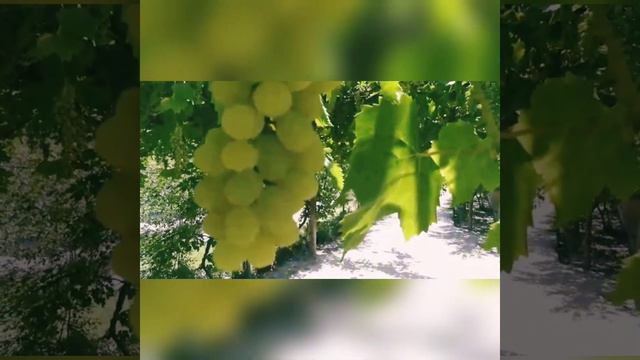Самый вкусный виноград в Таджикистане готова. смотреть онлайн