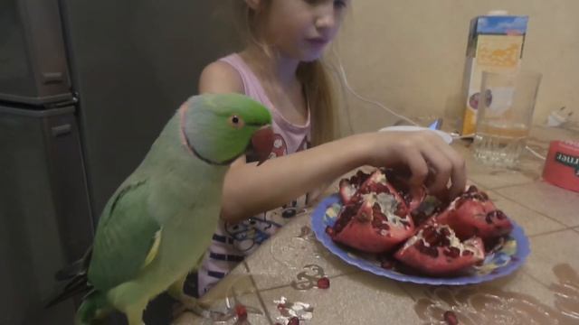 Попугай ест гранат с ребёнком за столом. смотреть онлайн