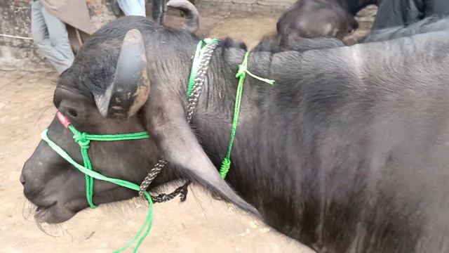 #नारायणपुर पशुमेला में आई लाखों रुपयों वाली भैंस 😱😱 #narayanpur pashu mela 12/01/2023 смотреть онлайн