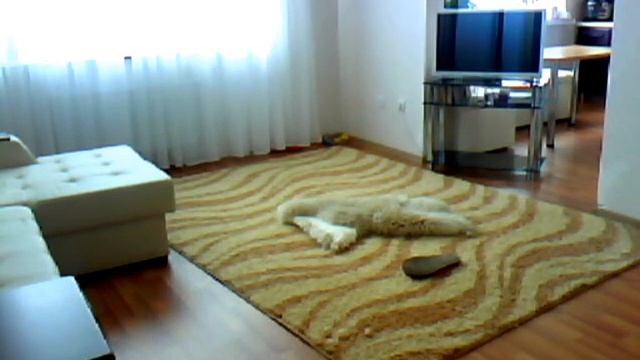 Тайная жизнь домашних животных Джек Рассел смотреть онлайн