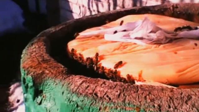 Зимний расплод в улье-дуплянке, экстренный облёт и пополнение кормовых запасов