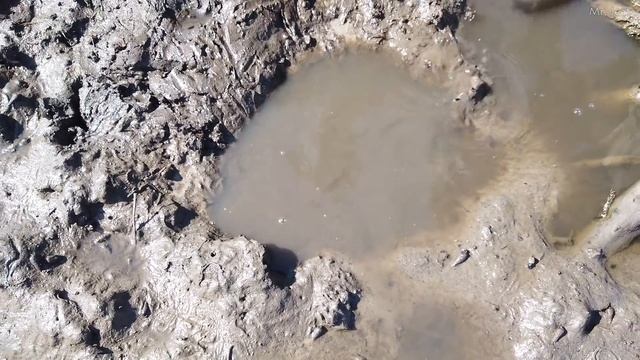 Hunting Many Mud Crabs in Mud Holes after Sea Water Go Down at Swamp смотреть онлайн