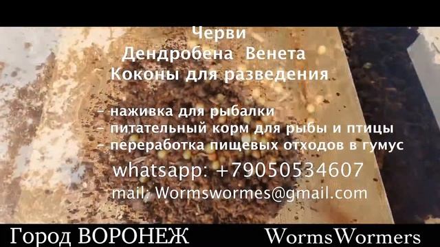 Черви дендробена Венета Коконы смотреть онлайн