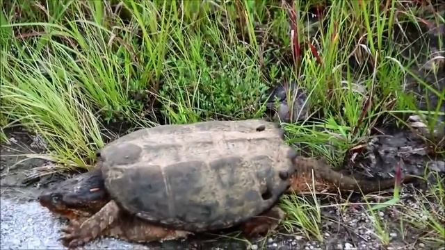 ??КАКИЕ ЖИВОТНЫЕ РЯДОМ! Жизнь в США, штат Оклахома. Valentina Ok. LifeinUSA