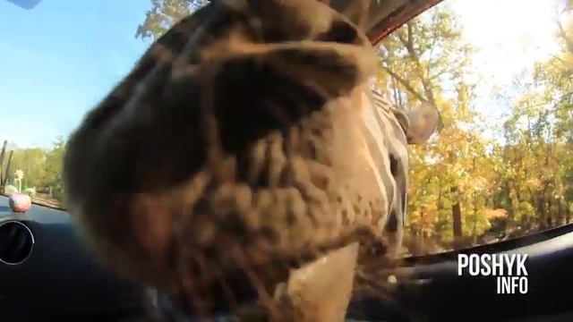 Funny videos of animal world Смешные и забавные дикие животные видео смотреть онлайн