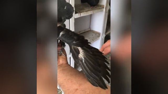 Николаевские голуби смотреть онлайн