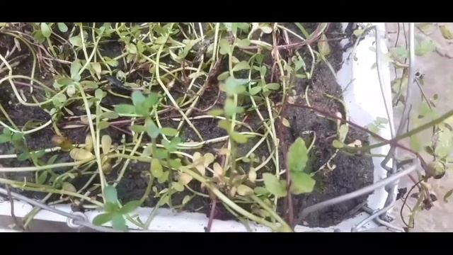 PUDINA //MINT PLANT//BRAHMI PLANT//পুদিনা//বামভি শাক смотреть онлайн