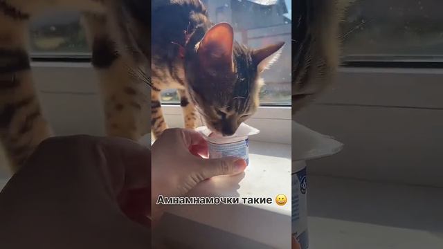 Сидели на диетах Хоть раз в жизни Тот момент , когда диета закончилась , и можно позволить себе в смотреть онлайн