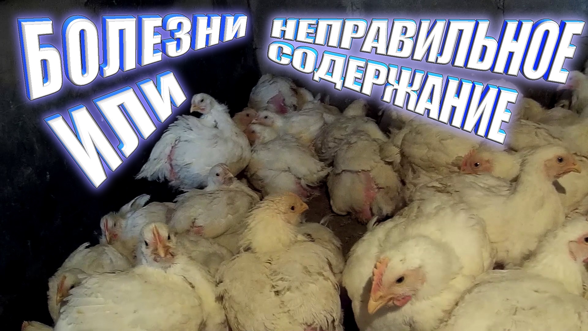 Бройлеры.  Хрипы у бройлеров. Выращивание бройлеров в домашних условиях. Взвешивание 34дн.