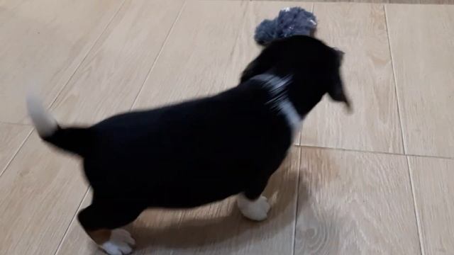 Бигль мой новый друг Купил щенка бигля