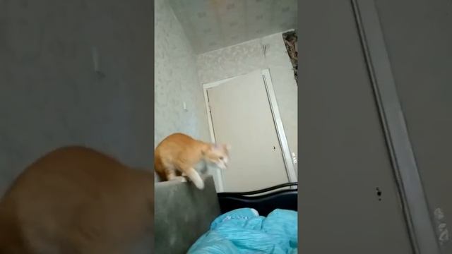 Я очень люблю этого кота он пропал смотреть онлайн