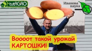 ВСКРЫТИЕ ПОКАЖЕТ! Картофель с ГИГАНТСКИМ УРОЖАЕМ без "химии" и обработок. Проверим и покажем!