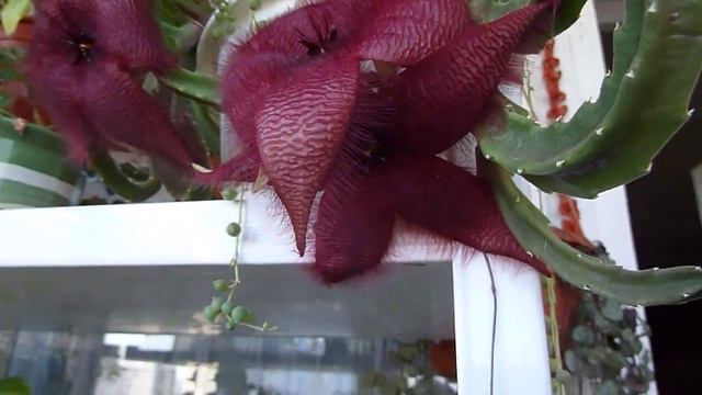 неймоверное цветение стапелии смотреть онлайн