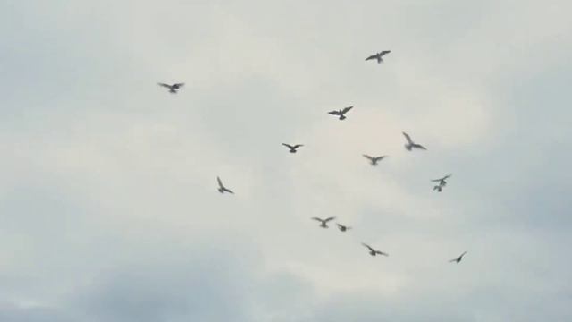 Я ТЕБЯ ЛЮБЛЮ. #песня о любви в исполнении Светланы Федоровой смотреть онлайн