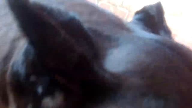 Грэтуха любит куриные лапки! смотреть онлайн