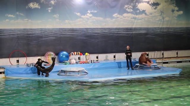 Как кричит морж? Видео из дельфинария в СПб смотреть онлайн