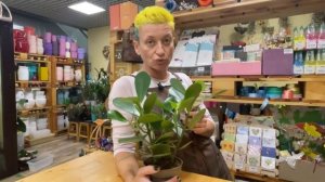 Клузия Розеа Принцесс - очень редкое комнатное растение  | Как правильно ухаживать