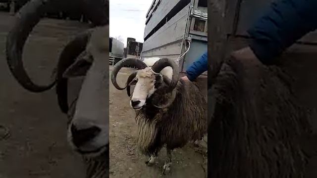 Баран с 4 рогами смотреть онлайн