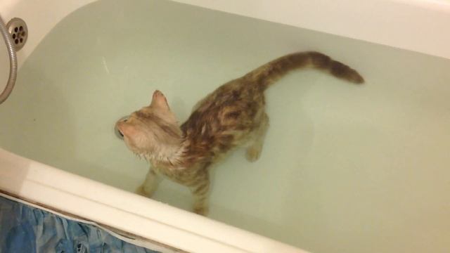 Шотландский котенок и вода | Scottish Straight смотреть онлайн