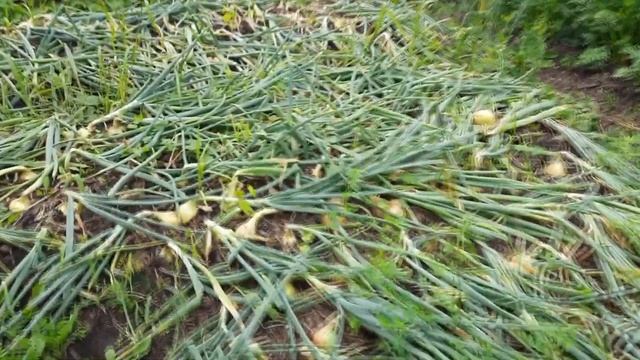 Как правильно вырастить хороший лук урожай смотреть онлайн