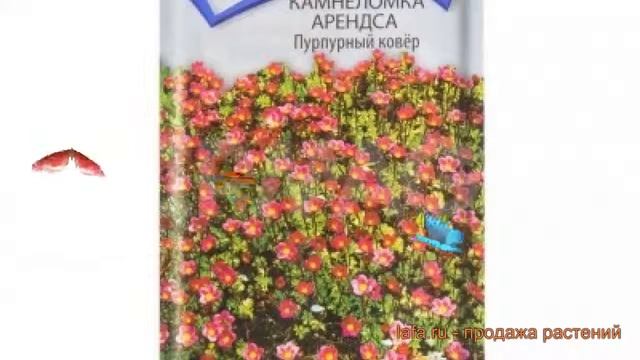 Камнеломка арендса Пурпурный ковер ? обзор: как сажать, семена камнеломки Пурпурный ковер смотреть онлайн