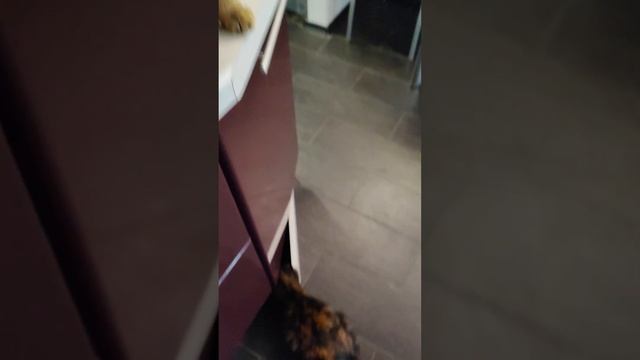 Кушаем лакомство и рыбий жир ??? смотреть онлайн