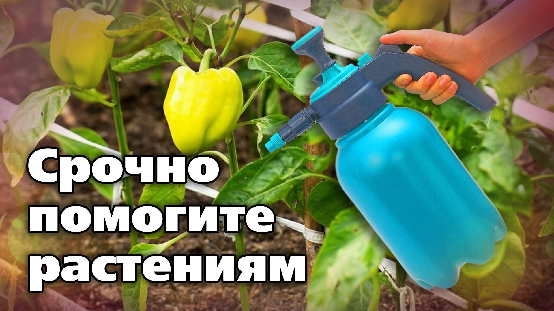 Что нужно сделать с перцами в теплице смотреть онлайн