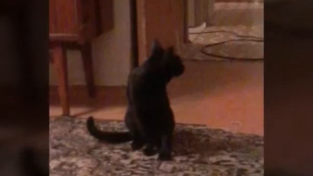 Топ 20 фото моего кота Кузи! смотреть онлайн