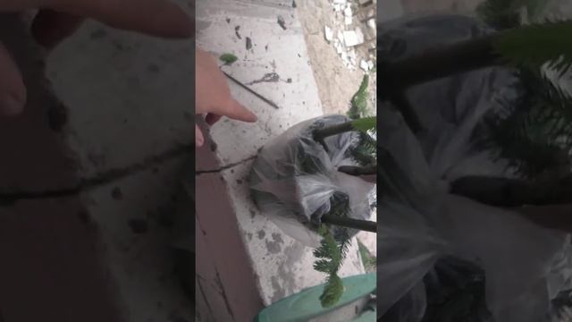 Ель карликовая Акрокона (Acrocona)распаковка смотреть онлайн