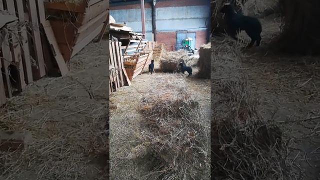 Ягнята ф2 Цвартблес романовка смотреть онлайн