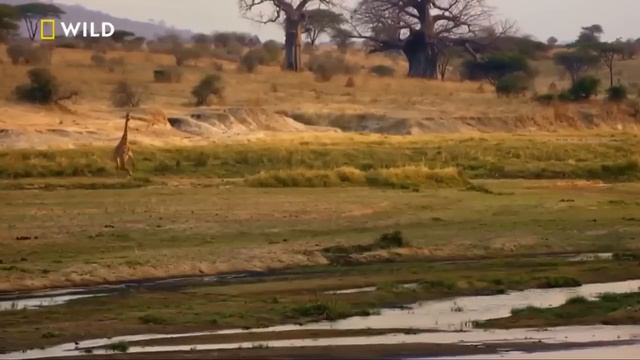 Aslan Krallığı Devlerin Avcısı Nat Geo Wild 2020 Türkçe Belgeseli #belgesel #natgeowild #aslan