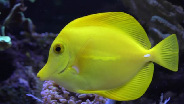 🌊 Dive into the Reef Magic 🐠 смотреть онлайн