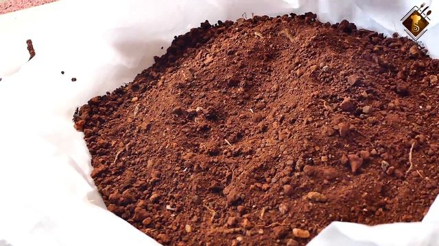 How to Grow Adenium from Seeds with 100% Result|Easiest way to grow Adenium from seeds |Desert Rose смотреть онлайн