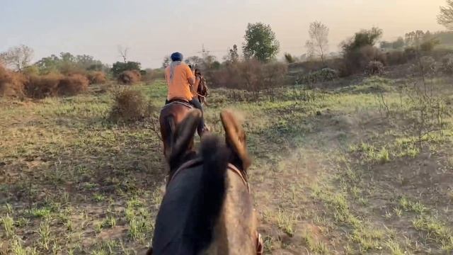 Horse Riding In Fields Of Punjab With Marwari Horses