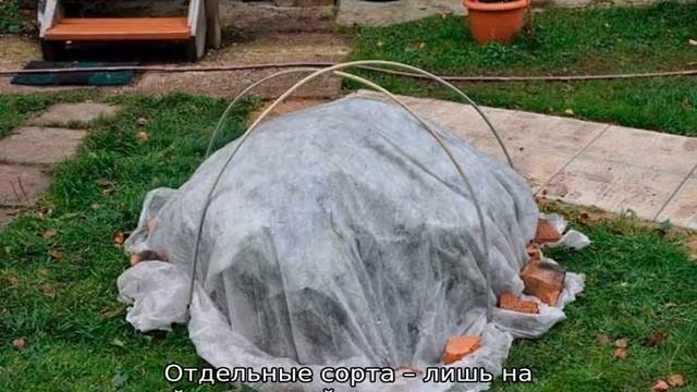 Почему долго не цветет гортензия смотреть онлайн