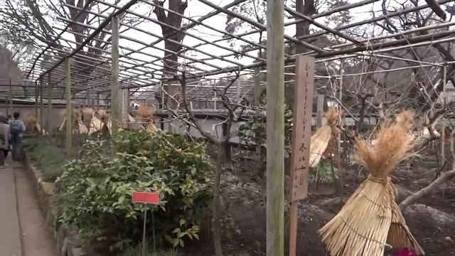 Японские зимние пионы сада при храме Тосёгу смотреть онлайн