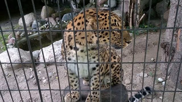 Амурский (Дальневосточный) леопард ХАН Калининградский зоопарк смотреть онлайн