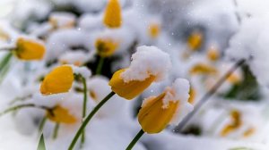 Футаж. Цветы на снегу 23  Footage. Flowers in the snow 23