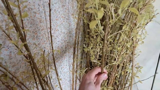 Искуственное оживление ивы. Заготовка обручей для "кошика и "дамской сумочки" смотреть онлайн