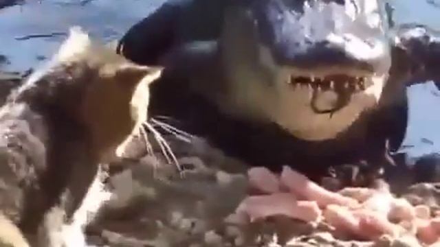 Кот с крокодилом не поделили еду