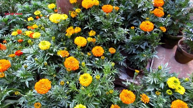 Winter Plant Current Price Update | Galiff Street Cheapest Plant Market, Kolkata | 4th December 202