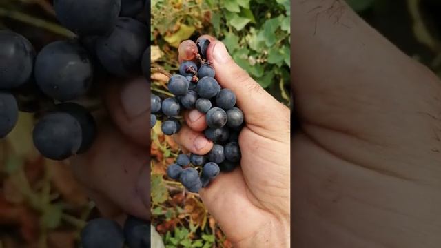 Черный мелкий виноград в краснодарском крае. смотреть онлайн