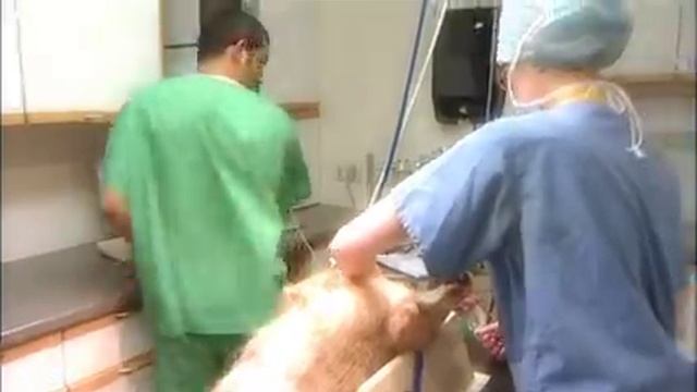 Petplan - Vet Practice Of The Year смотреть онлайн