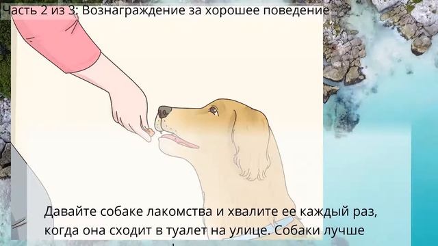 Как приучить собаку к выгулу смотреть онлайн