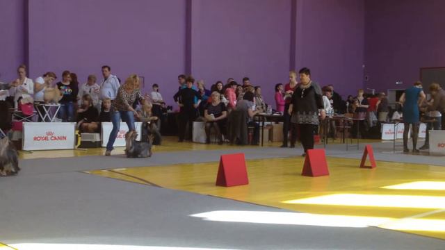 АДРЕНАЛИН НАЙС ТУ МИТ Ю смотреть онлайн