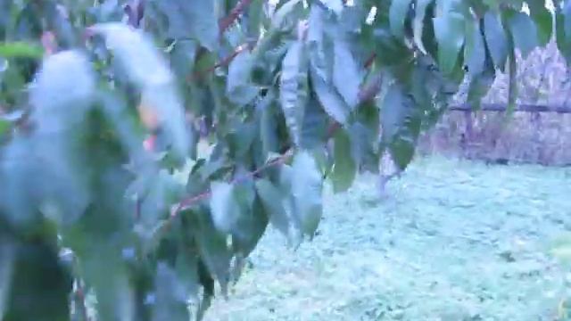 Персик из косточки на севере Украины смотреть онлайн