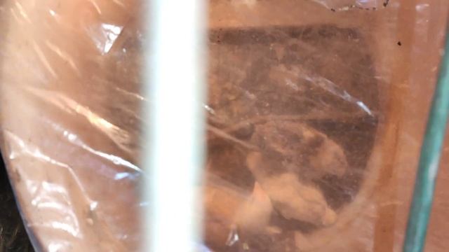 Цыплята в стиральной машине устроили званый ужин смотреть онлайн