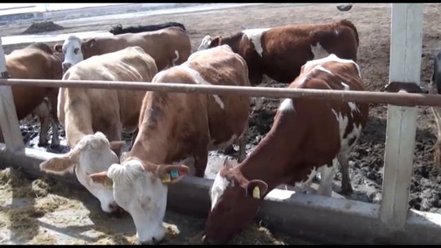 Самарканд ветеринария техникумы смотреть онлайн